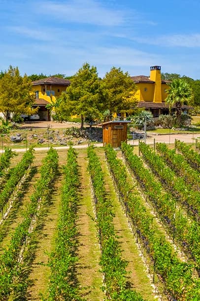 Vineyard rows with green vines in foreground; yellow villa with chimney and gate in background under blue sky