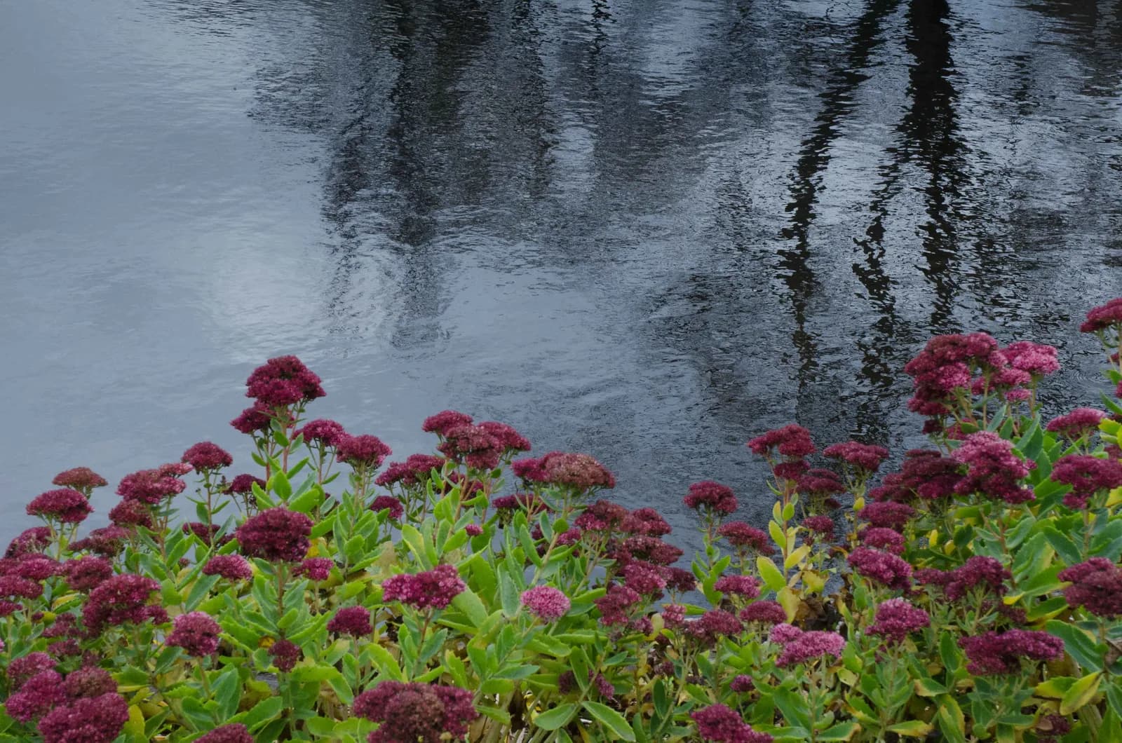 Water with tree reflections and pink flowering plants in the foreground