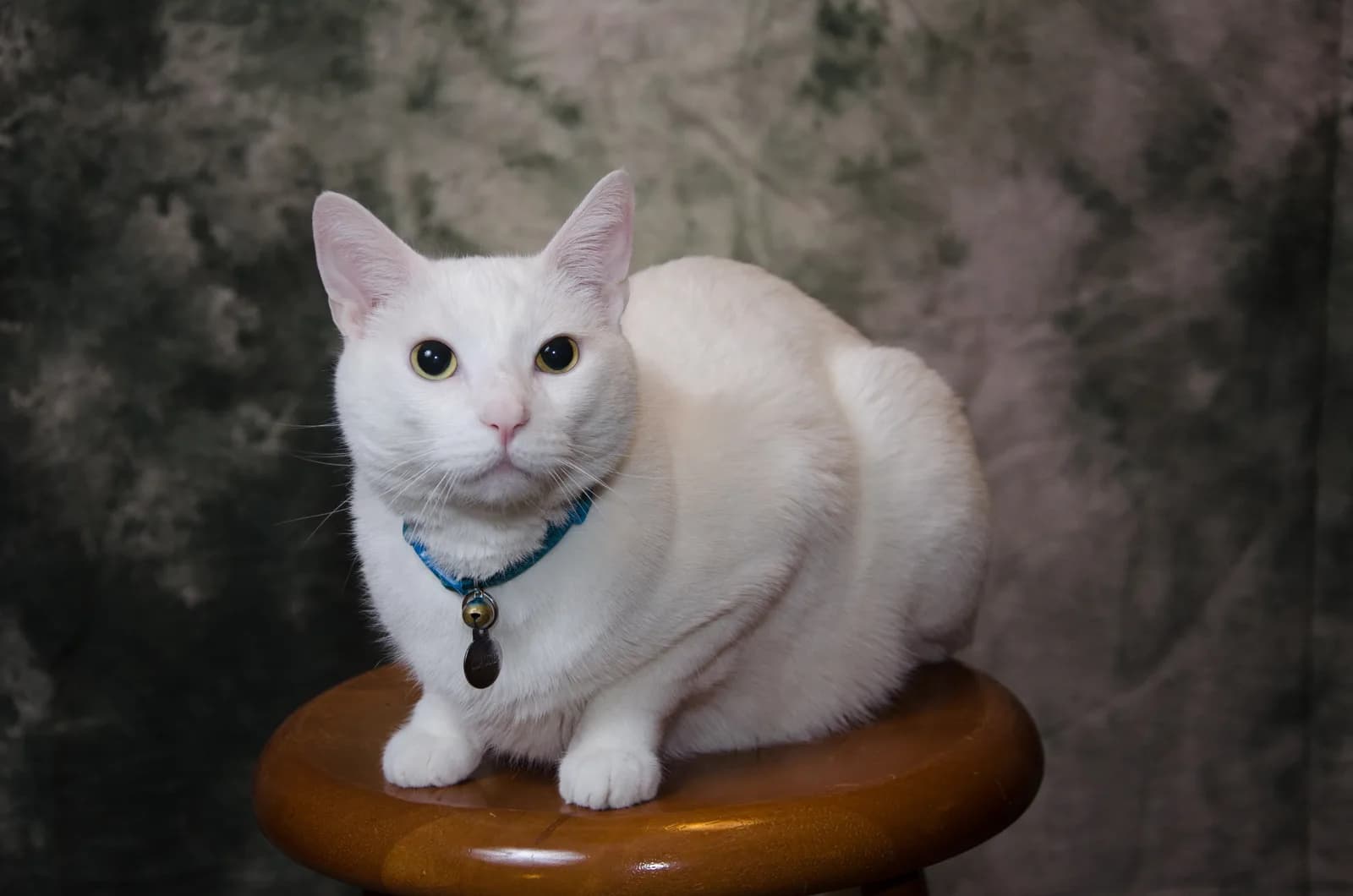 White cat with blue collar and bell sits on a wooden stool against a gray mottled backdrop