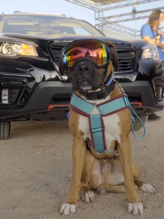 Brown boxer dog wearing reflective goggles and a teal harness sitting in front of a black SUV