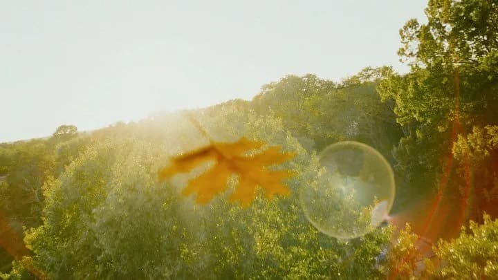 Sunlit forest canopy with a circular translucent orb and a blurred yellow leaf in the foreground