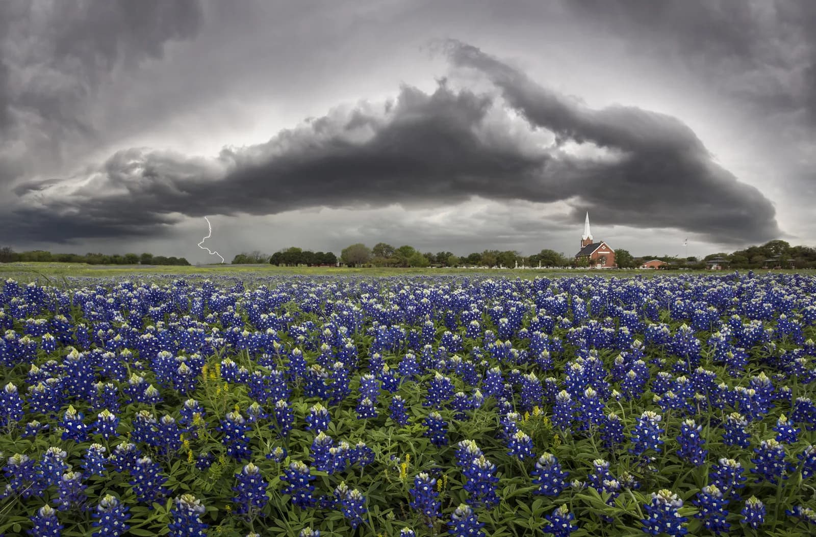 Field of bluebonnets with a white-steepled church and dark storm clouds and a lightning bolt