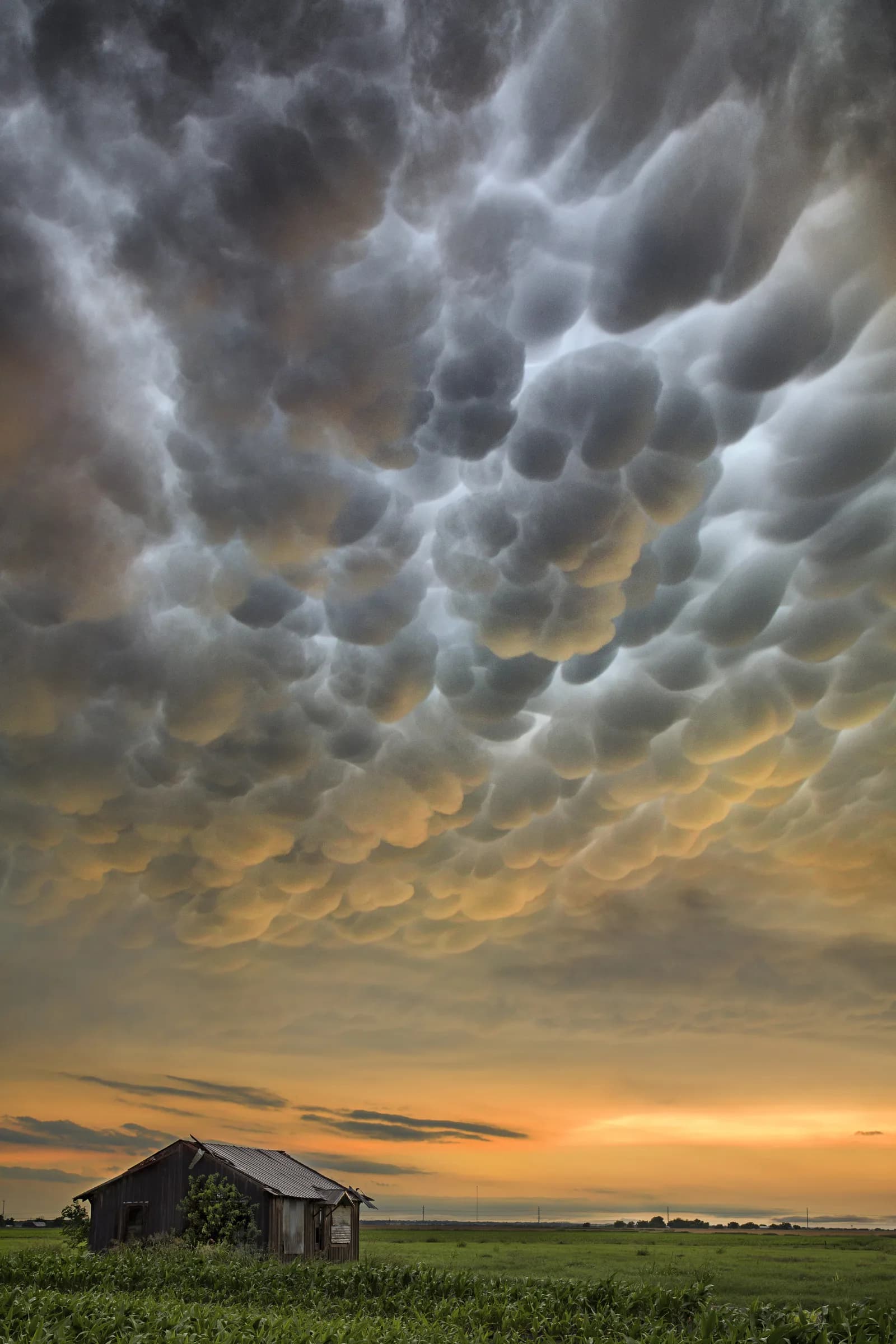 Mammatus clouds over a rural field with an old wooden shed in the foreground at sunset