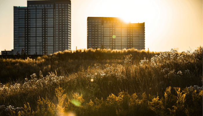 Golden sunset over a grassy field with wildflowers and two high-rise buildings in the background