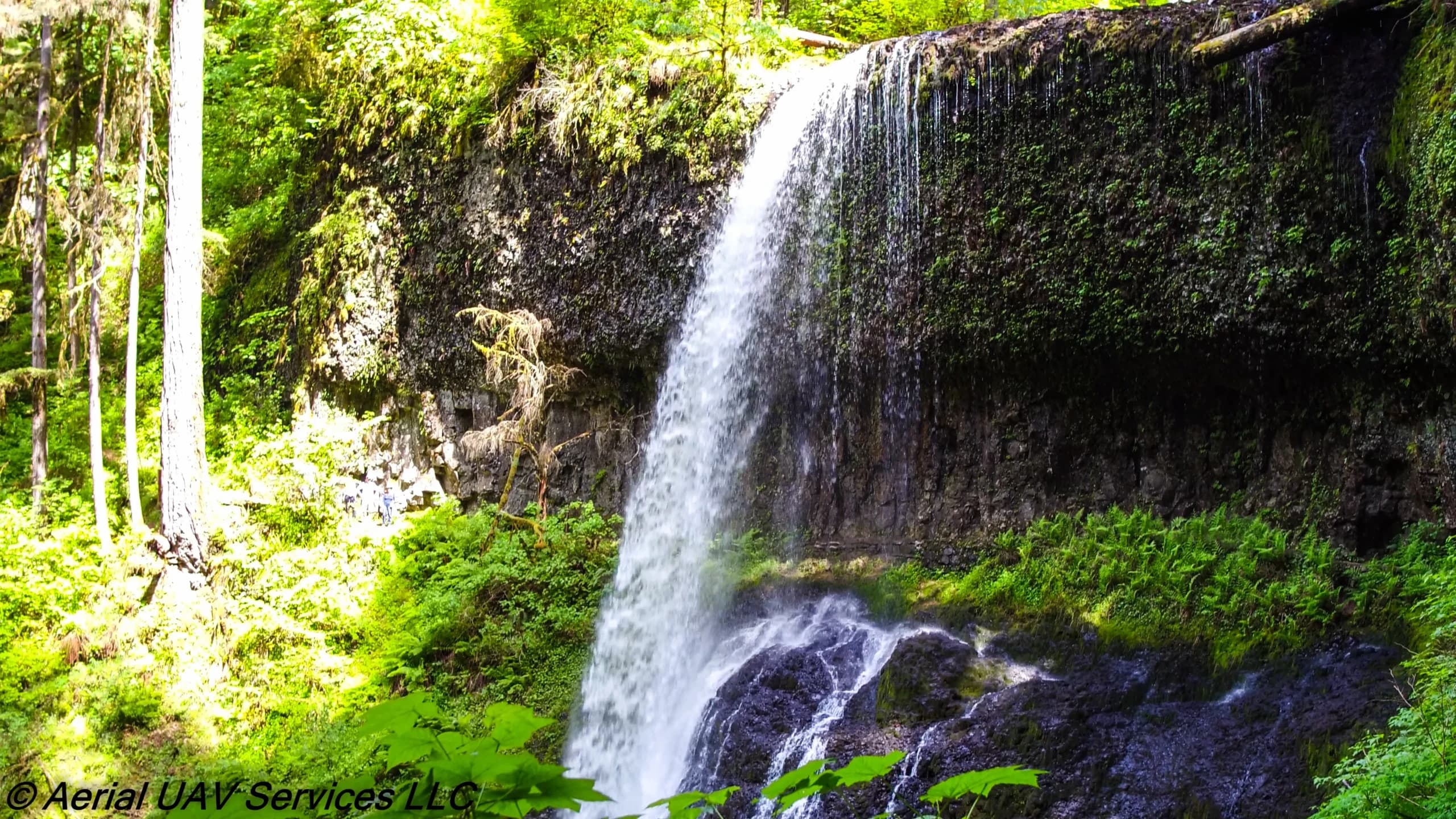 Waterfall flowing down a mossy rock face in a dense green forest with trees on the left