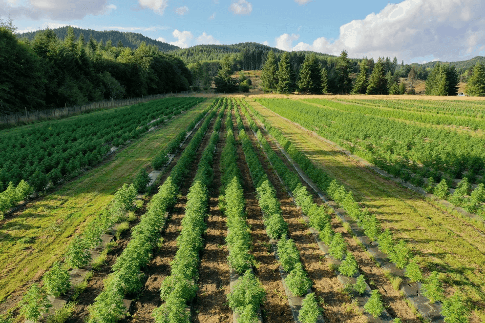 Aerial view of neatly lined rows of young trees in an orchard field, with forest and hills in the background