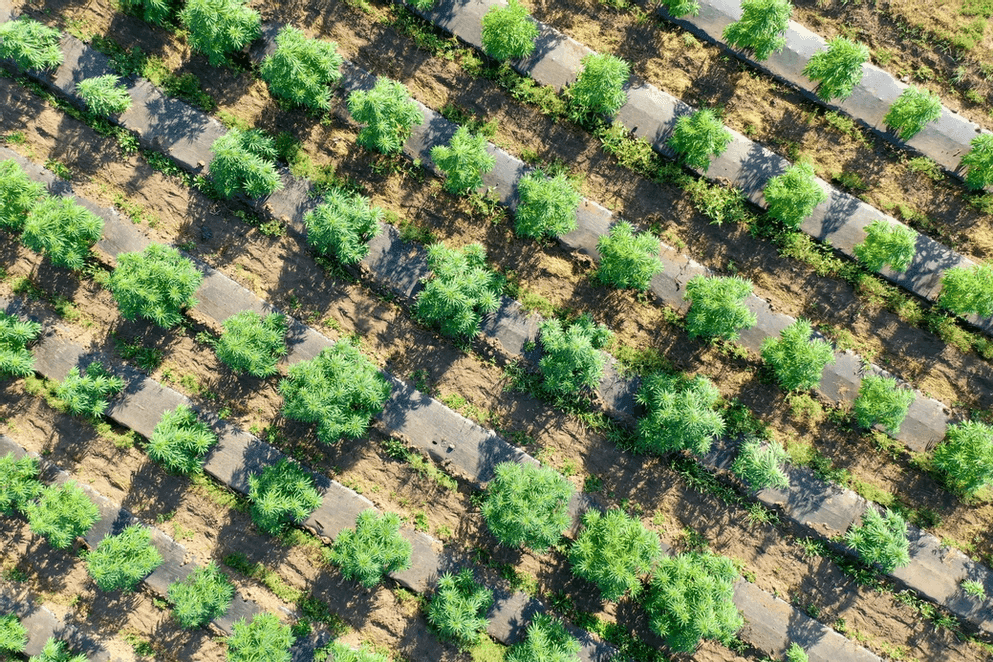 Aerial view of an orchard with neatly aligned rows of green trees