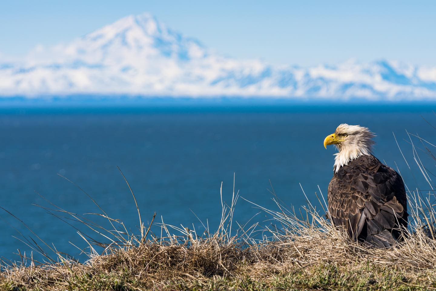 Bald eagle perched on dry grass with blue sea and snow-capped mountains in the distance
