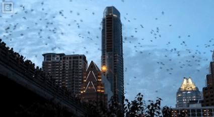 City skyline at dusk with tall skyscrapers and a flock of birds in the sky