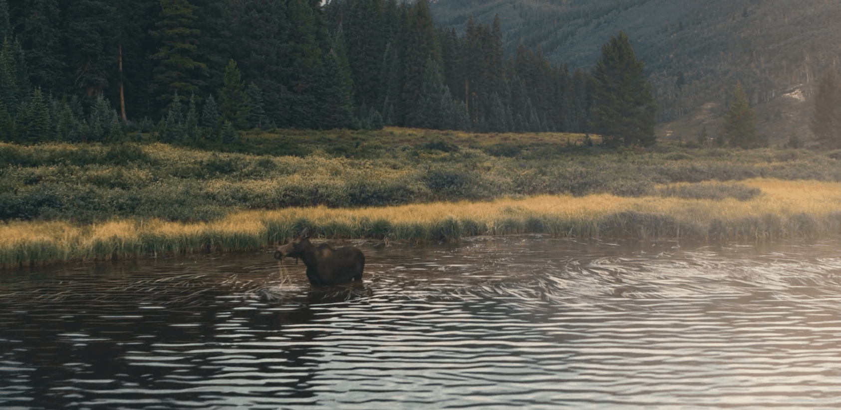 Moose standing in a river with golden grasses along the bank and evergreen trees beyond